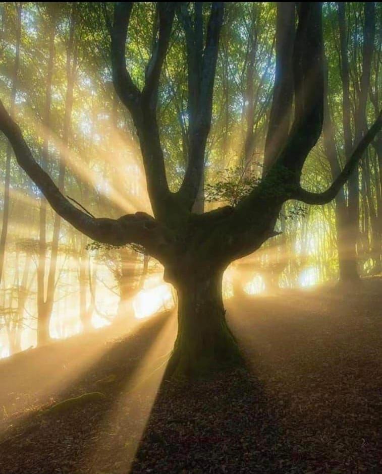 Arbre