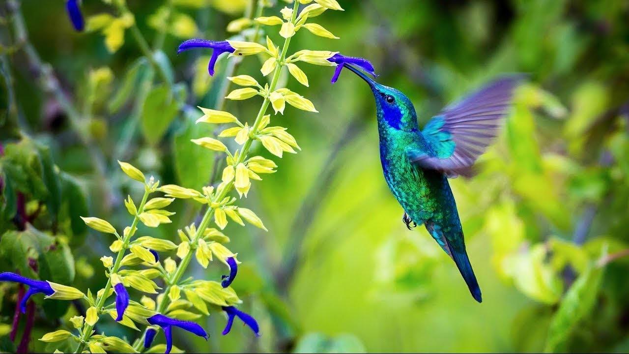 Oiseau
