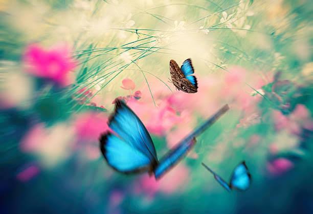Papillon